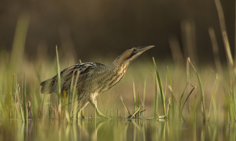 A bittern creeps through reeds and water