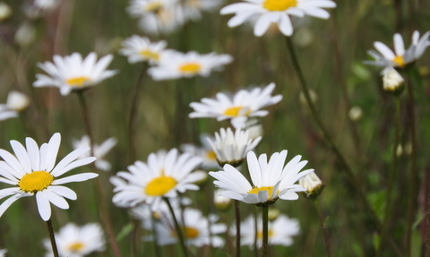 Ox-eye daisy clusters