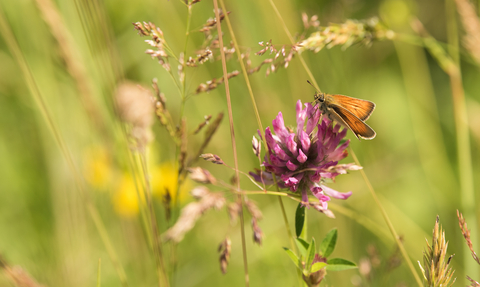 A butterfly that has landed on a pink flower in a meadow