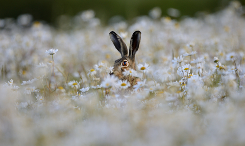 A hare peeks out of a field of oxeye daisies