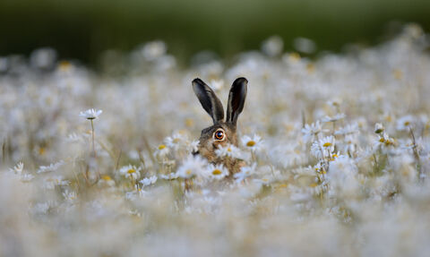 A hare peeks out of a field of oxeye daisies