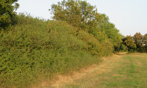 Connectivity mapping  Norfolk Wildlife Trust