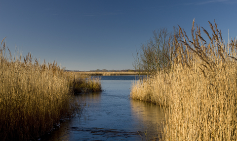 A stretch of blue broad water surrounded by yellow reeds, under a clear blue sky