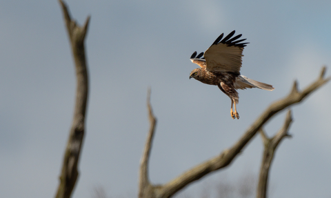 Marsh harrier flying with tree branches in the foreground