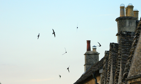 Swifts at dusk flying around old buildings