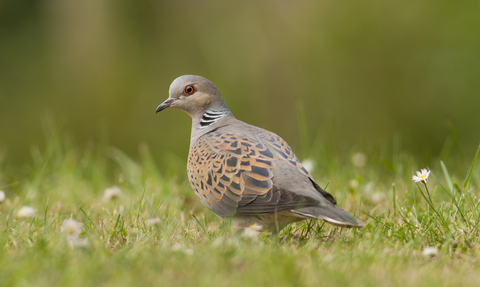 A turtle dove in the grass. 