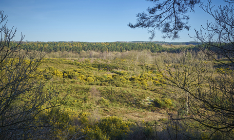 Shrubs and yellow heathland at Holt Lowes