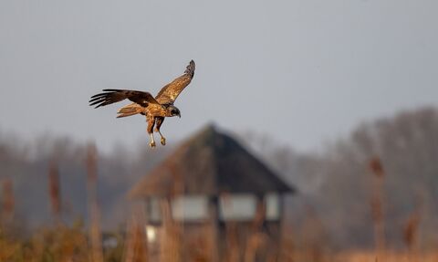 A marsh harrier hunting over the reedbeds at Hickling Broad and Marshes. You can see one of the hides blurred in the background.