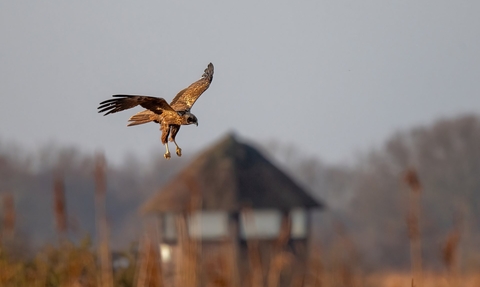 A marsh harrier hunting over the reedbeds at Hickling Broad and Marshes. You can see one of the hides blurred in the background.