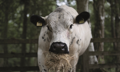 A close up of a cow chewing on hay. It has a white body with a black nose and ears and a few black spots. There are yellow tags in it's ears.