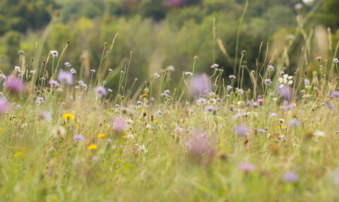 Wildflower meadow featuring purple and yellow flowers