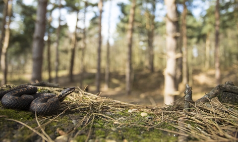 An adder in a woodland.