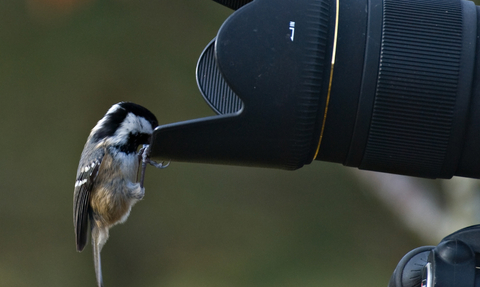 A coal tit peering into the lens of a camera. 