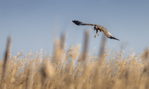 A marsh harrier hunting over a reedbed.