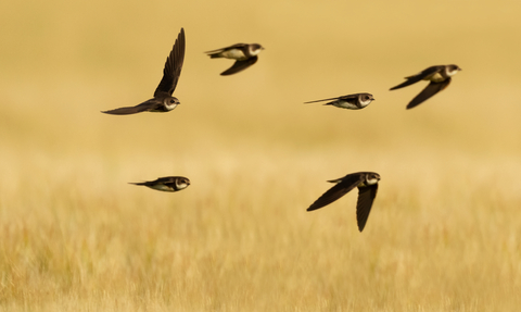 A flock of sand martins