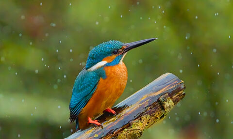 Kingfisher sat on a branch in the rain