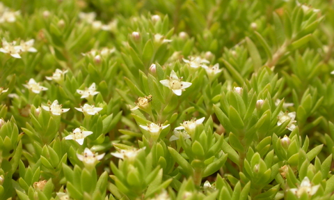 A close up of crassula, tiny thick leaves with little white flowers. 