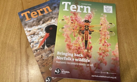 Tow editions of our members Tern magazine, one with a dragonfly and one with a bird on the cover.