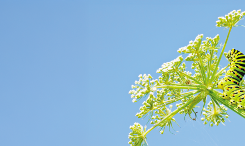 A bright green caterpillar with orange and black markings perches on a milk parsley flower