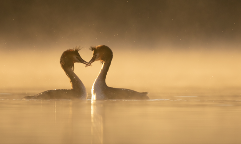 Two grebes on a body of water