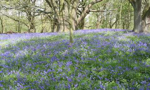A sunny bluebell wood