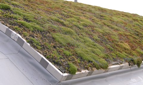 A mossy green roof.