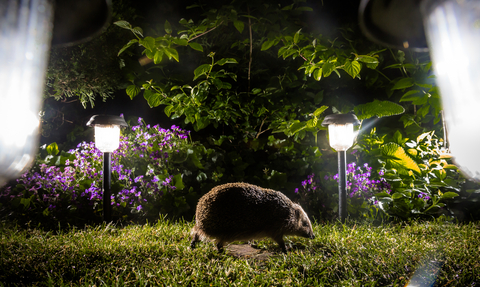 A hedgehof running across someone's lawn at night. There are purple flowers and lanterns illuminating the garden.