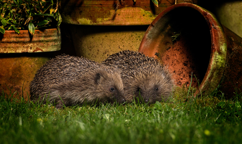 Hedgehog