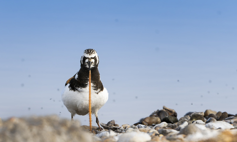 A turnstone eating a ragworm