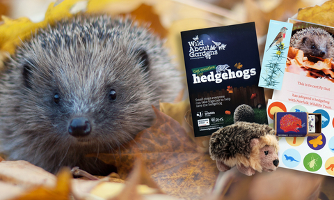 A hedghog is pictured alongside the contents of an adopt a hedgehog box - a hedgehog guide, hedgehog soft toy, stickers, seedballs, bookmark and certificate