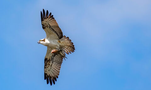 An osprey holds a fish in its talons as it flies over Ranworth Broad