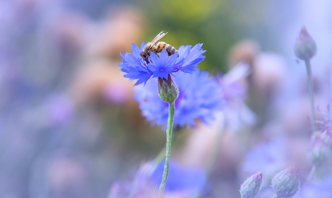A bee nestled in a sapphire cornflower. 