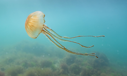 A compass jellyfish floating in the sea. It is a yellowy beige colour with long, trailing tentacles.