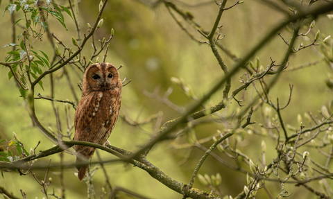 Tawny owl perched in a tree with new buds on the branches.