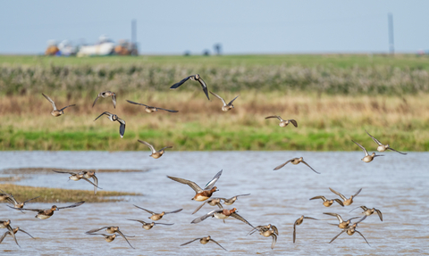 Ducks and lapwings in flight over water at Cley Marshes.