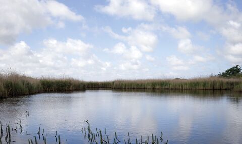 A panoramic shot of a pool at Hickling Broad nature reserve