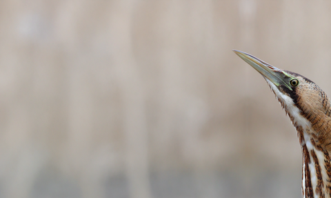 A bittern stretches it's neck upwards