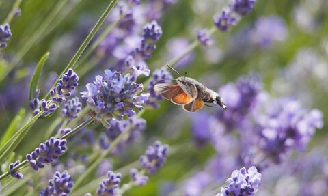 A hummingbird hawk-moth in lavender flowers