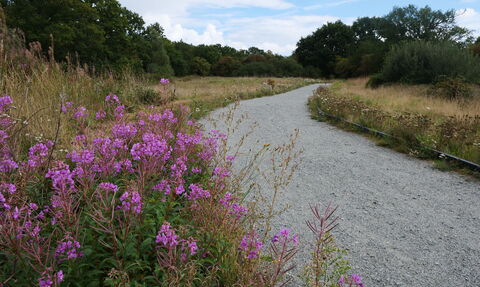 A path with purple flowers at Sweet Briar Marshes