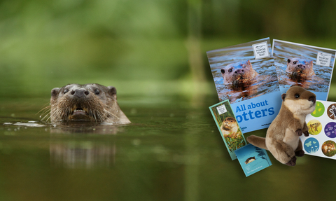 An otter is pictured alongside the contents of an adopt an otter box - an otter guide, otter soft toy, stickers, magnet, bookmark and certificate