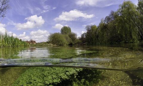 Split level view of the River Itchen, with aquatic plants: Blunt-fruited Water-starwort (Callitriche obtusangula) Itchen Stoke Mill is visible on the left.