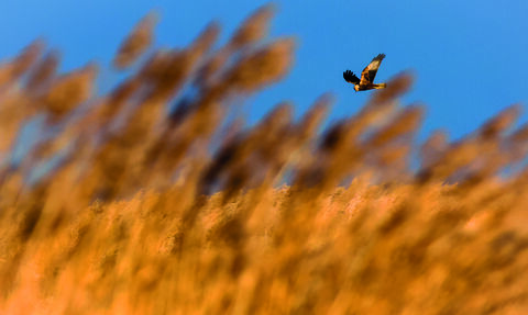 A marsh harrier hunting over the reedbed at dawn 