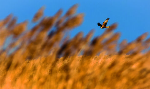 A marsh harrier hunting over the reedbed at dawn 