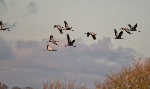 a flock of cranes flying