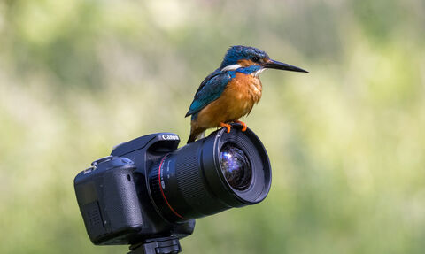 a kingfisher sitting on a camera