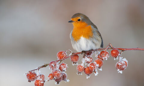 A robin perched on a branch of frosty crab apples