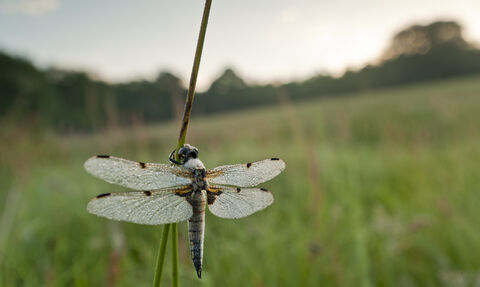 dragonfly