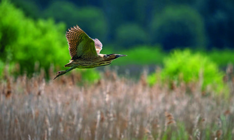 A bittern flies over golden reeds