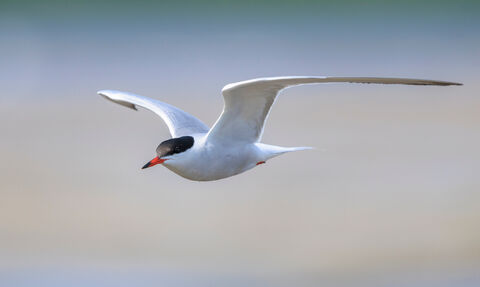A flying common tern.
