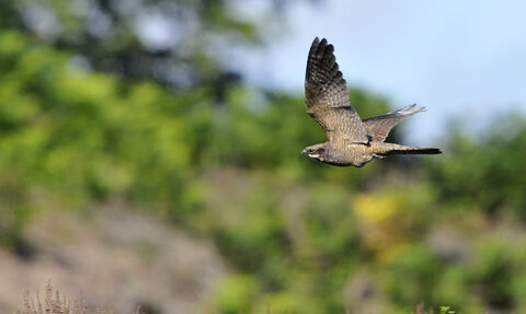a nightjar flying over a common